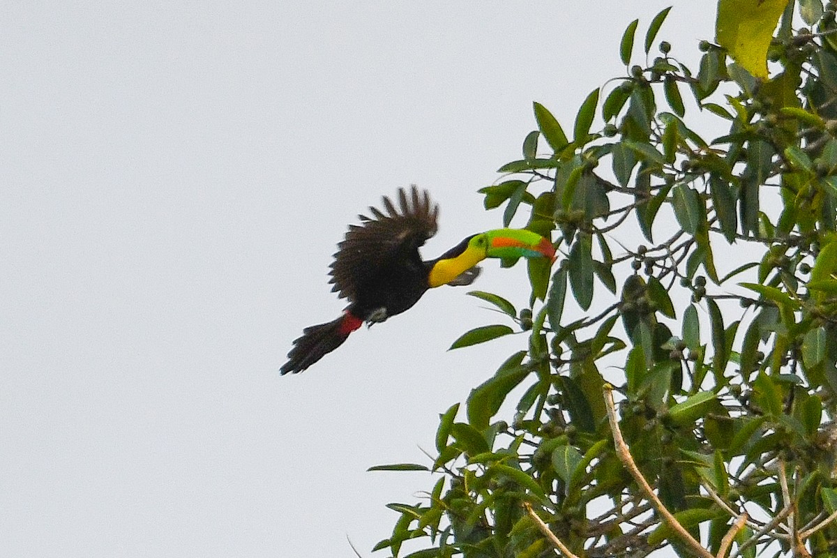 Fischertukan - ML647389647