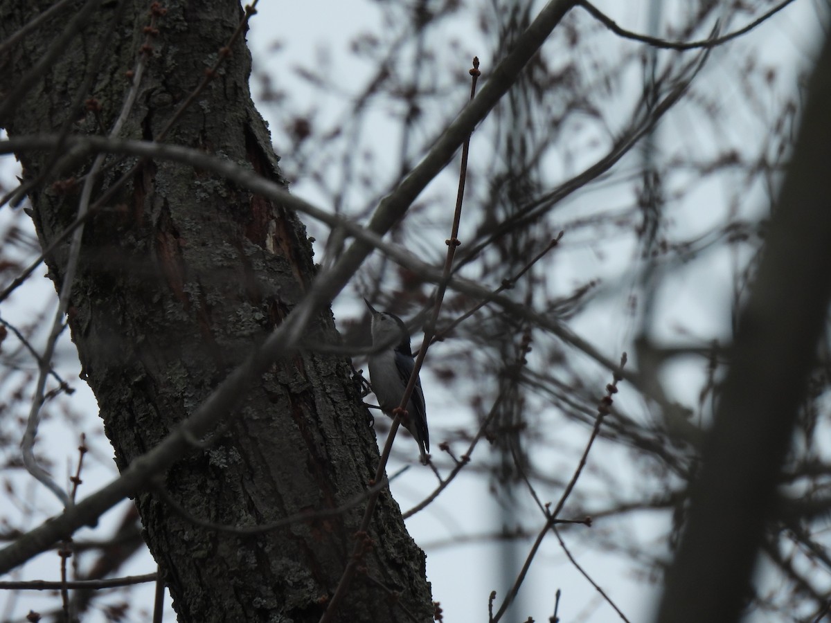 White-breasted Nuthatch - ML647389662