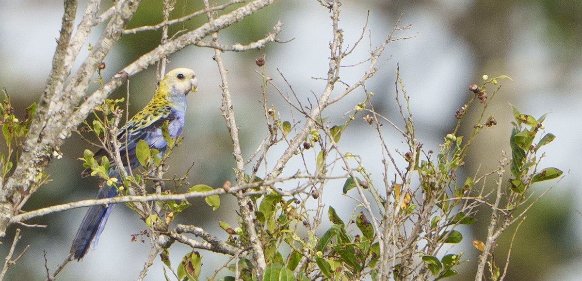 Solgun Rozella - ML647389663