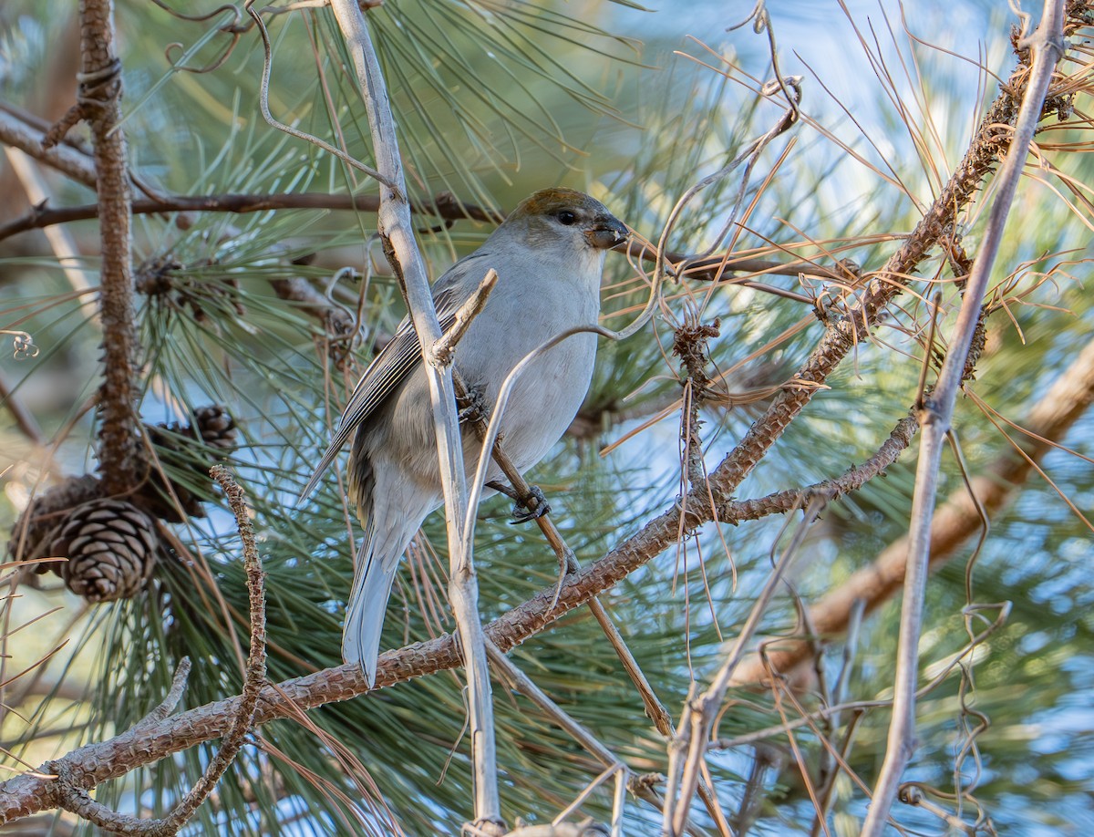 Pine Grosbeak - ML647389666