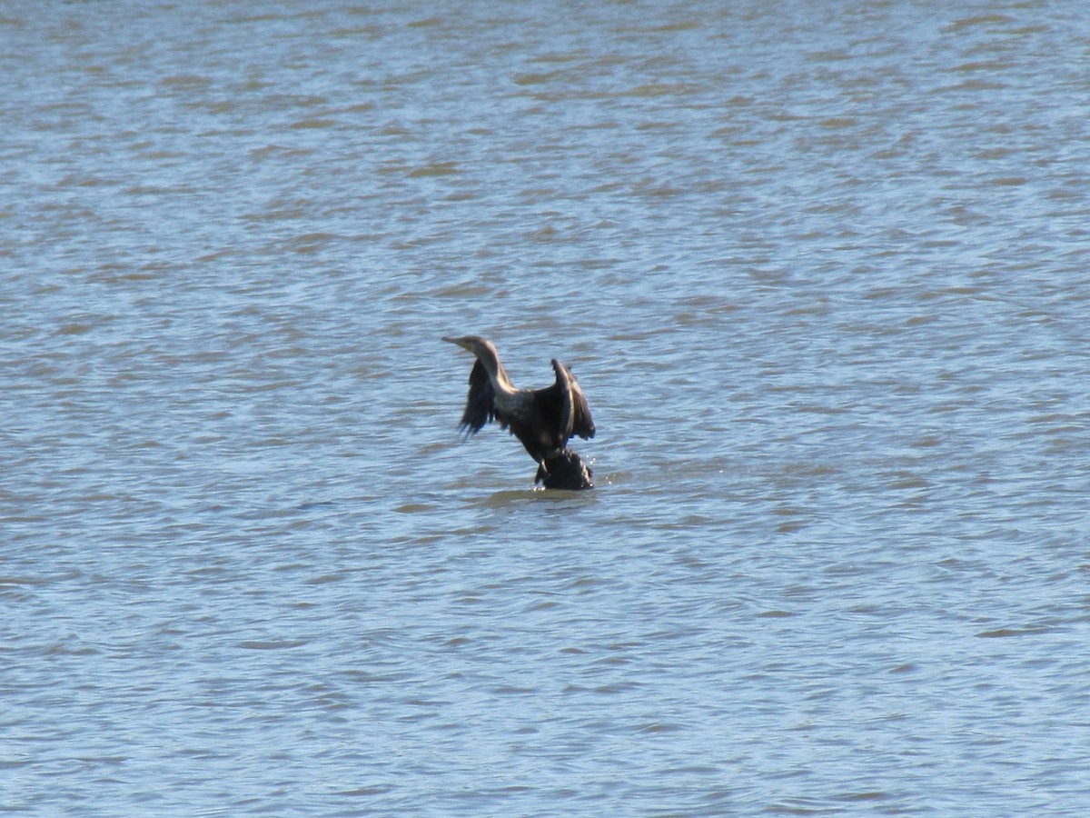 Баклан вухатий - ML647389668