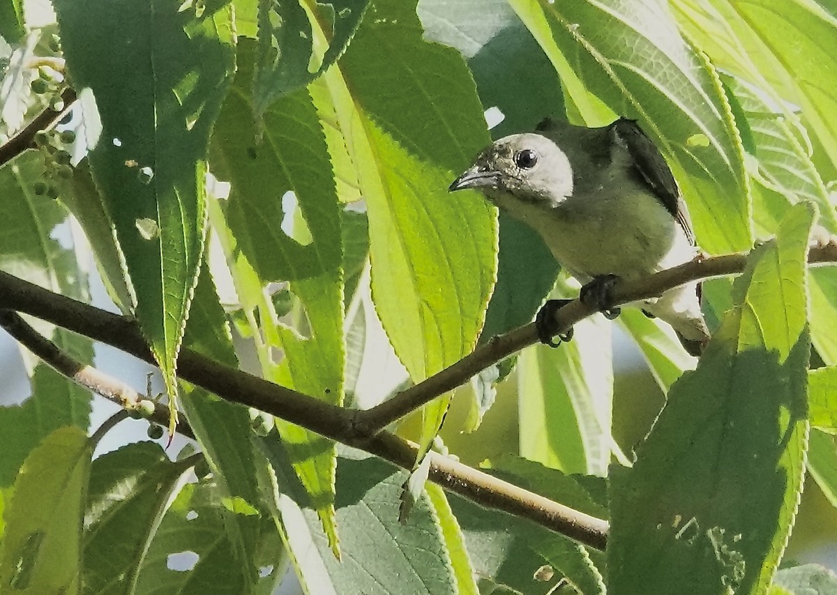 Scarlet-backed Flowerpecker - ML647389679