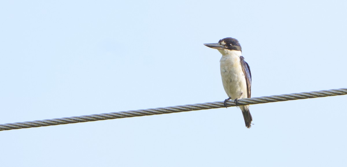 Forest Kingfisher - ML647389692