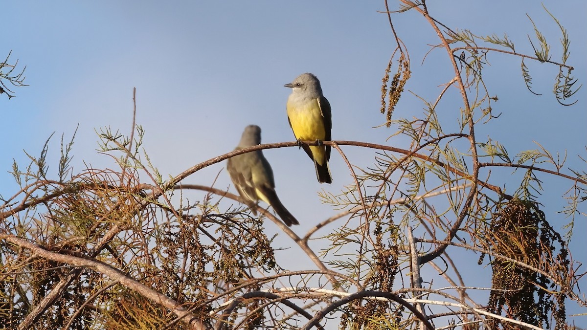 Западный тиранн - ML647389693