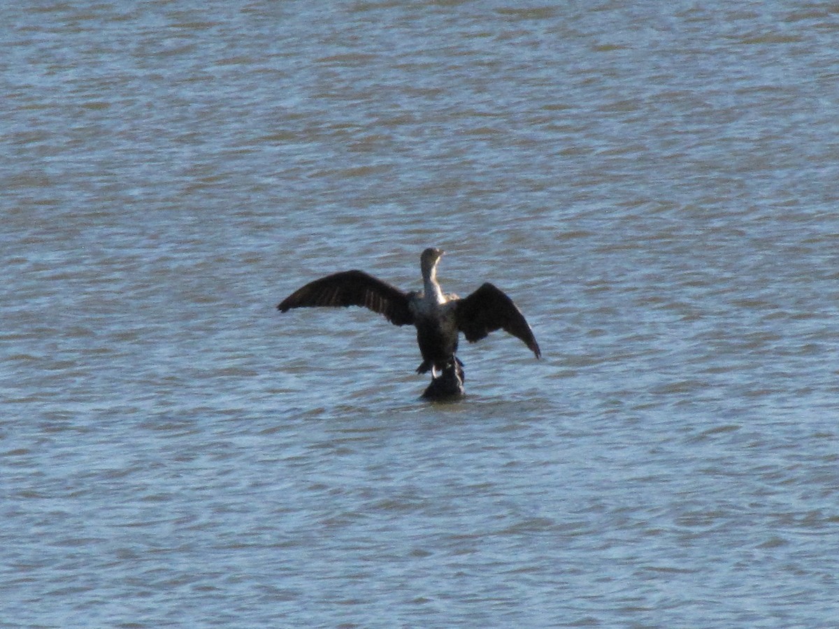 Баклан вухатий - ML647389694