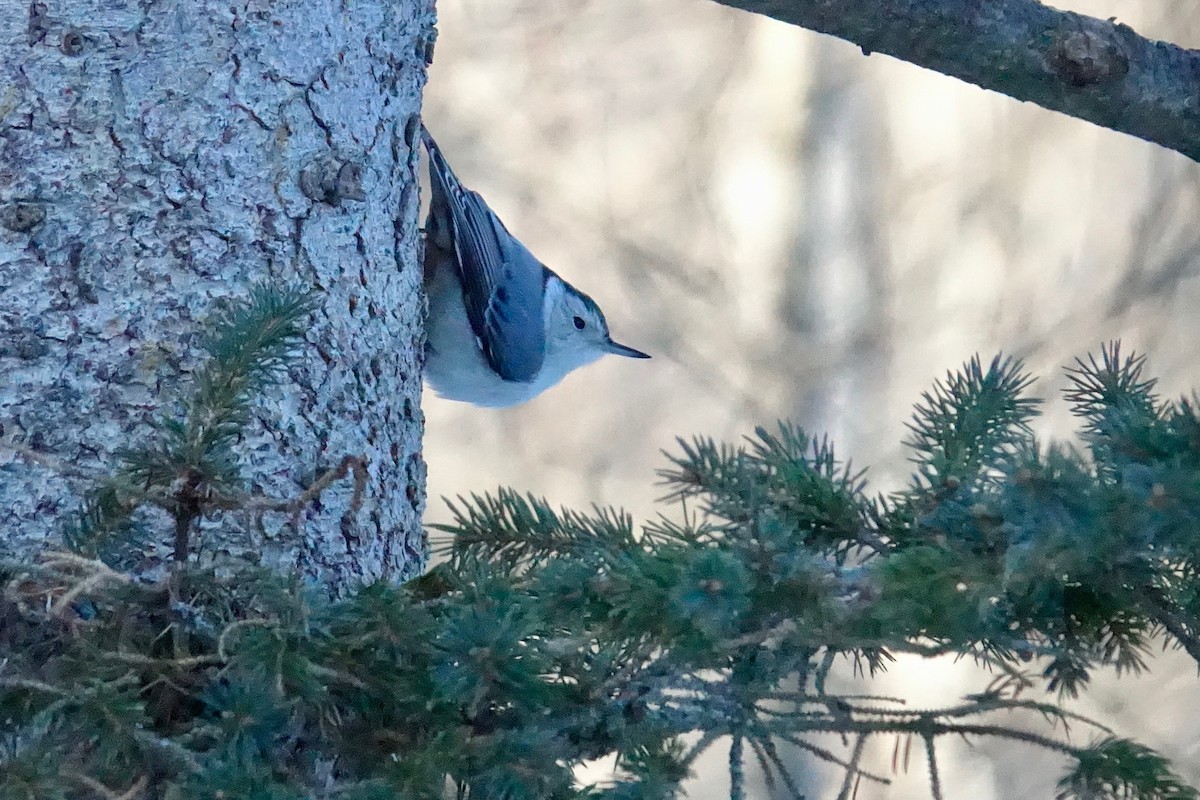White-breasted Nuthatch - ML647389700