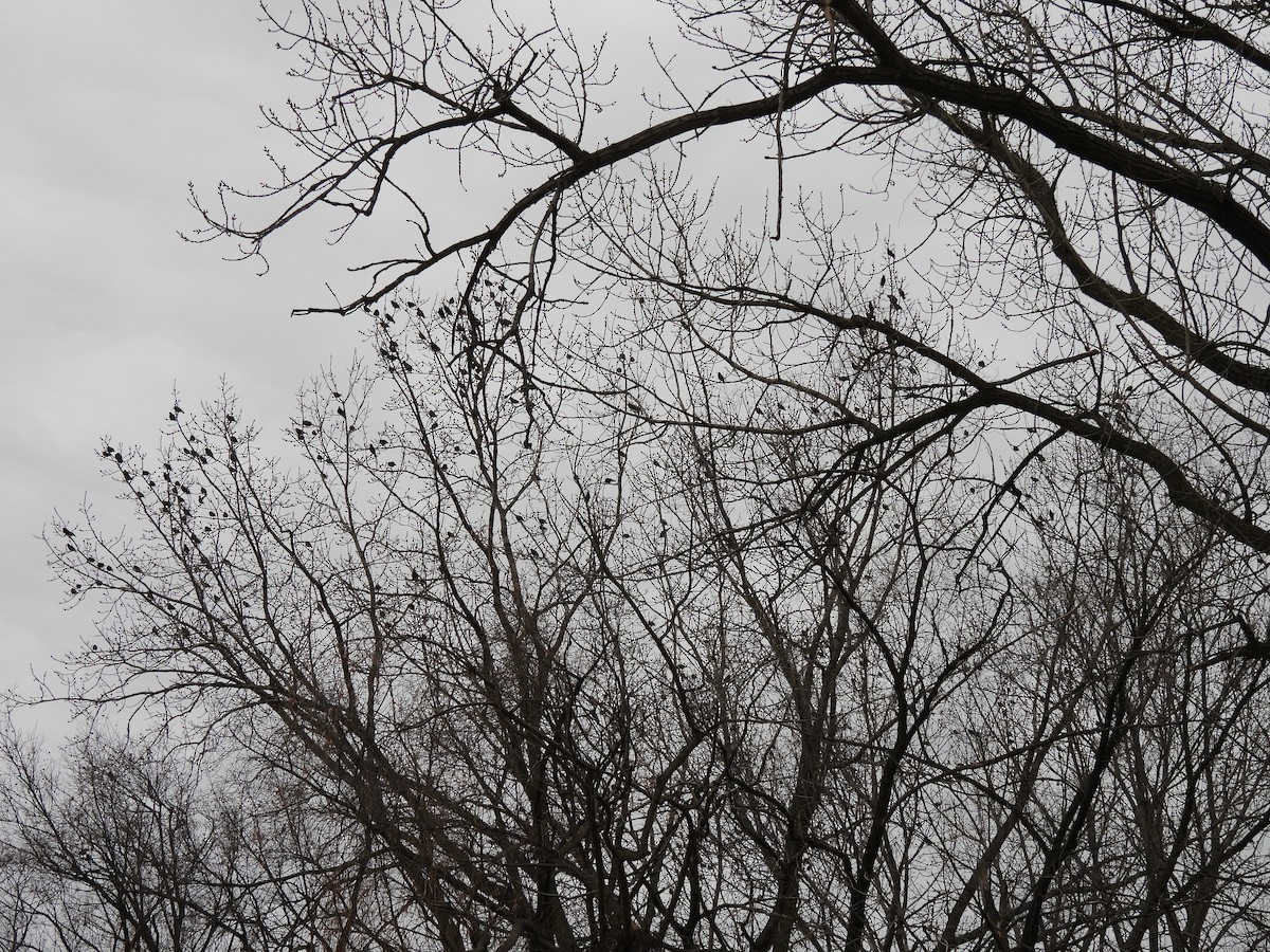 Шпак звичайний - ML647389714