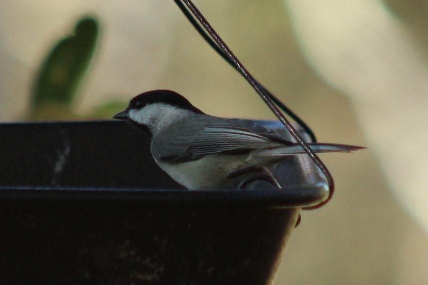 Carolina Chickadee - ML647389728