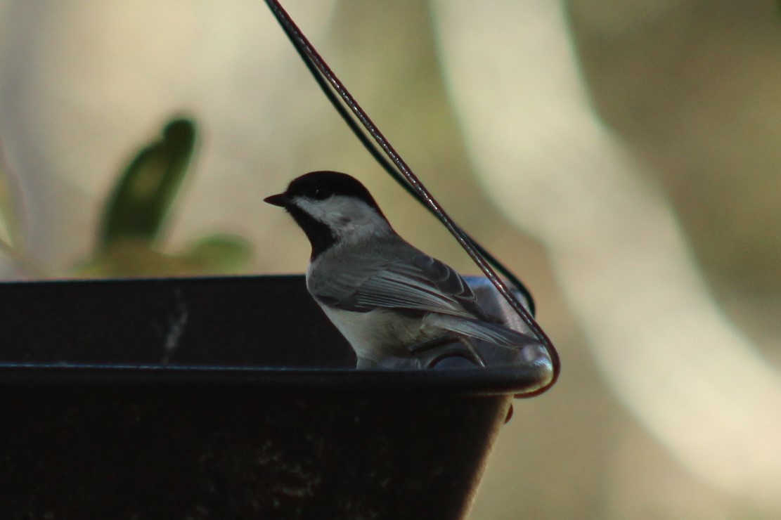 Carolina Chickadee - ML647389729