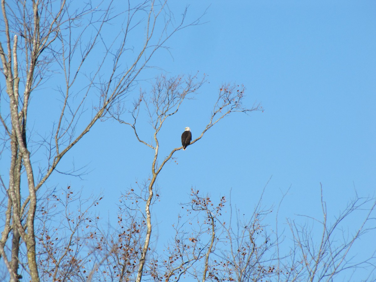 Орлан білоголовий - ML647389733