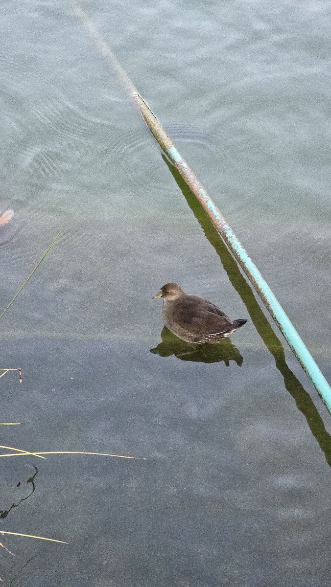 Spot-flanked Gallinule - ML647389736