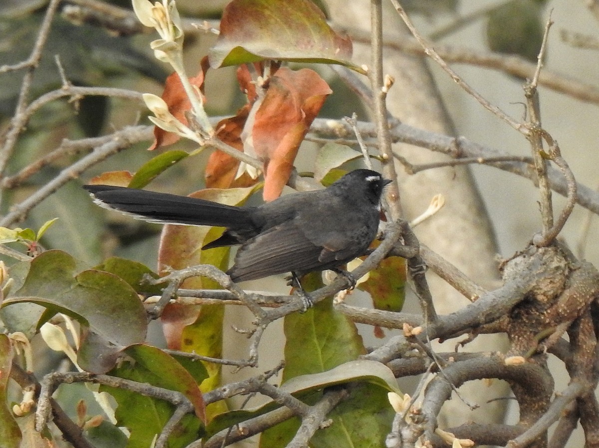 White-throated/White-browed Fantail - ML647389745