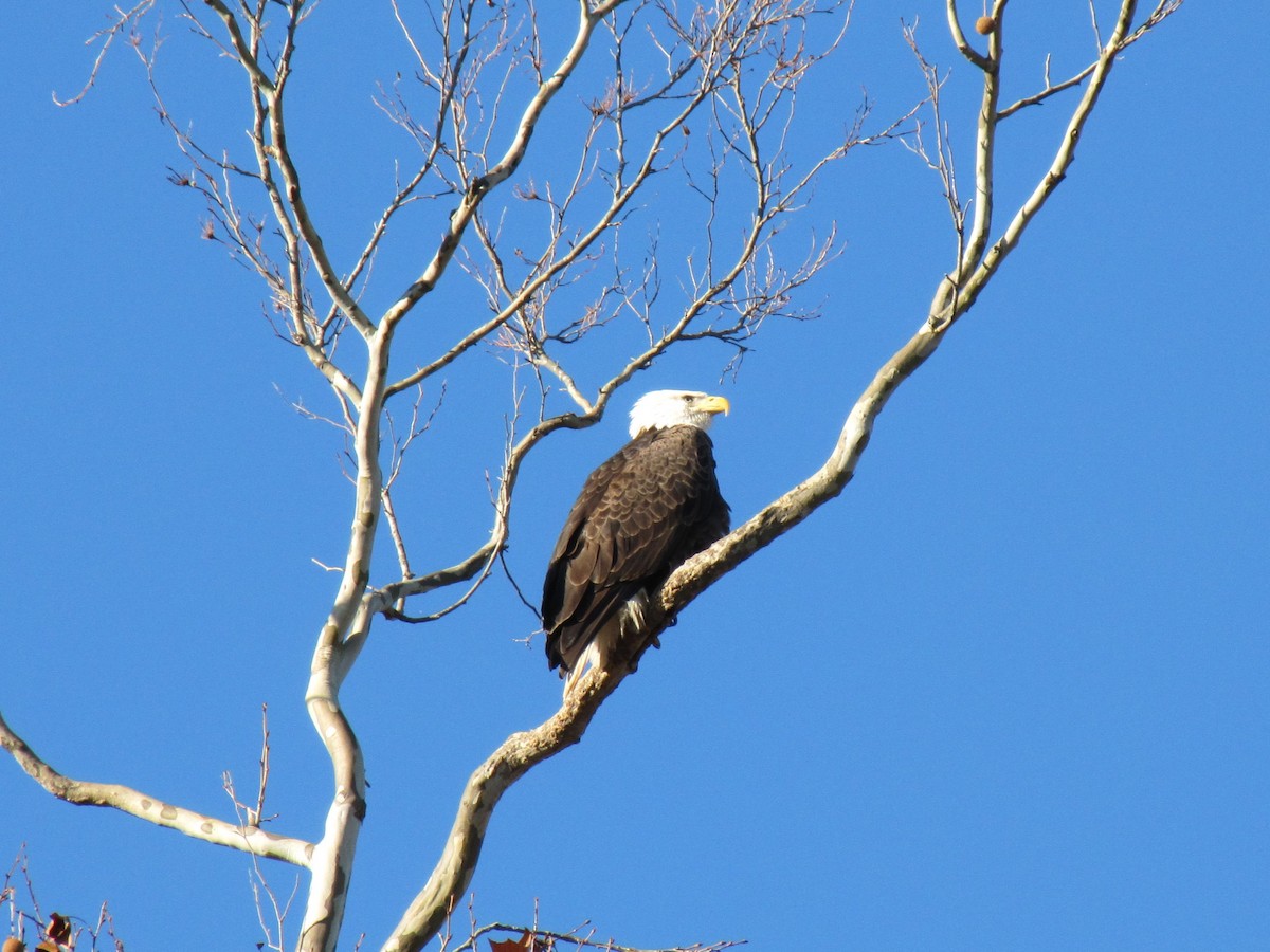 Орлан білоголовий - ML647389762