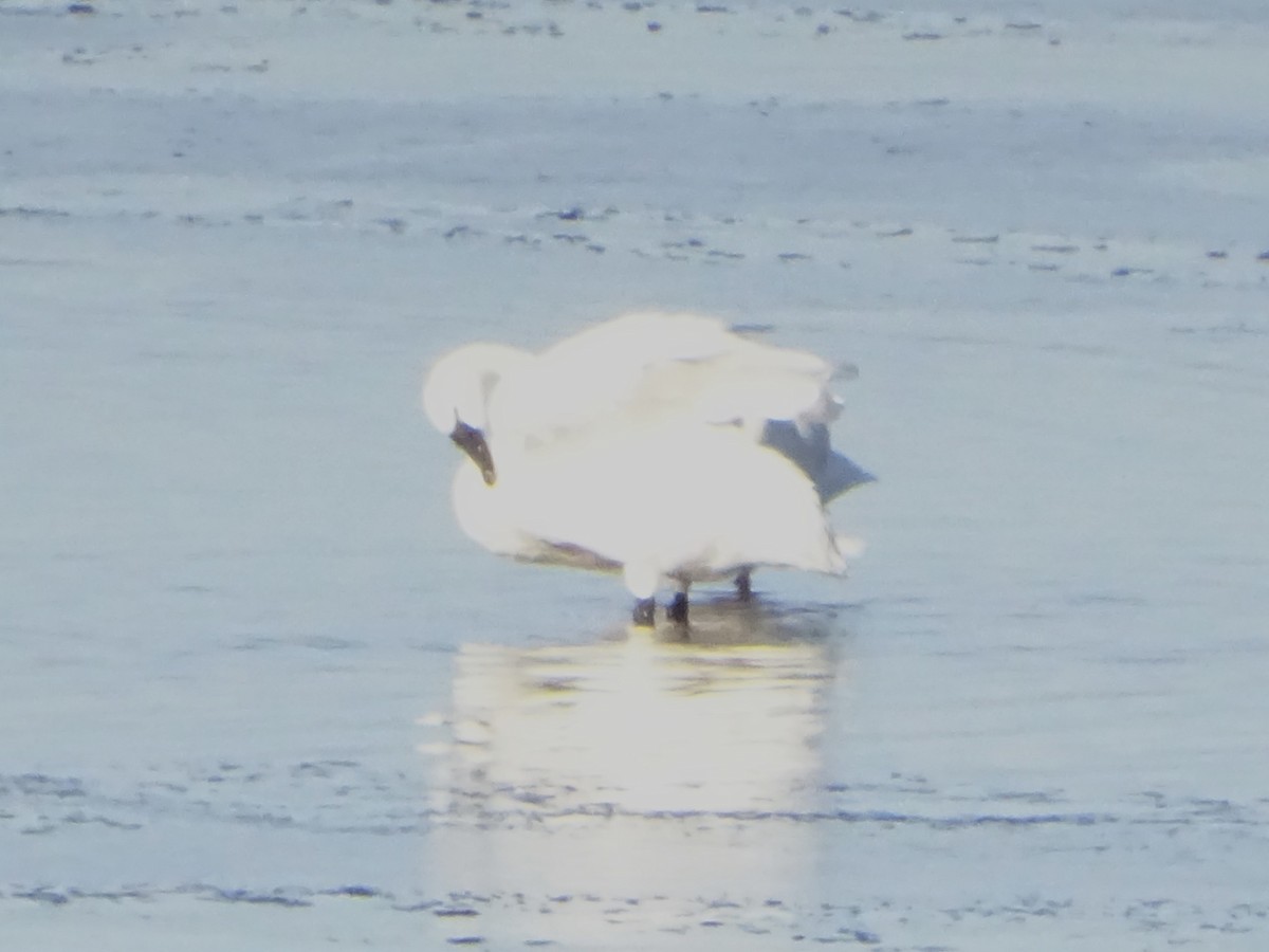 Tundra Swan - ML647389763