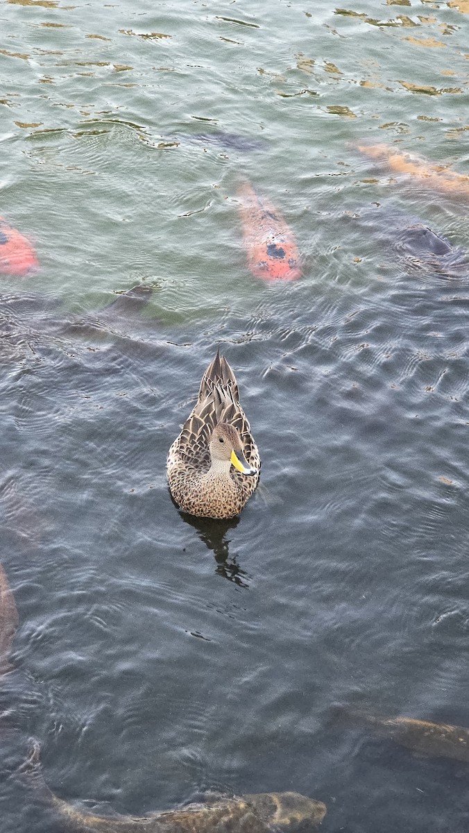 gulnebbstjertand - ML647389764