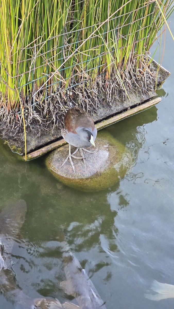 Spot-flanked Gallinule - ML647389776
