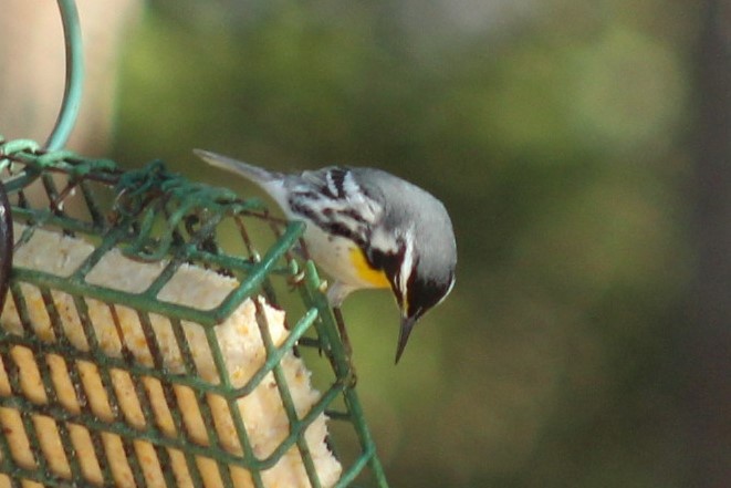 Paruline à gorge jaune - ML647389780