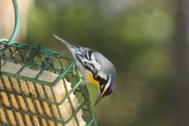Paruline à gorge jaune - ML647389781