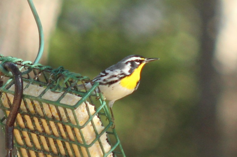 Paruline à gorge jaune - ML647389782
