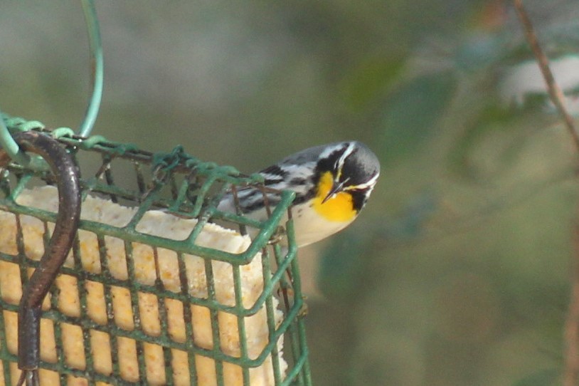 Paruline à gorge jaune - ML647389783