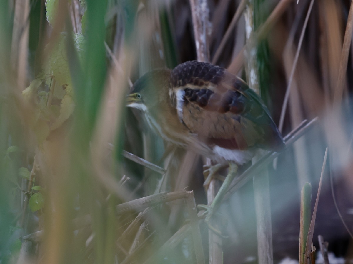 Petit Blongios - ML647389792