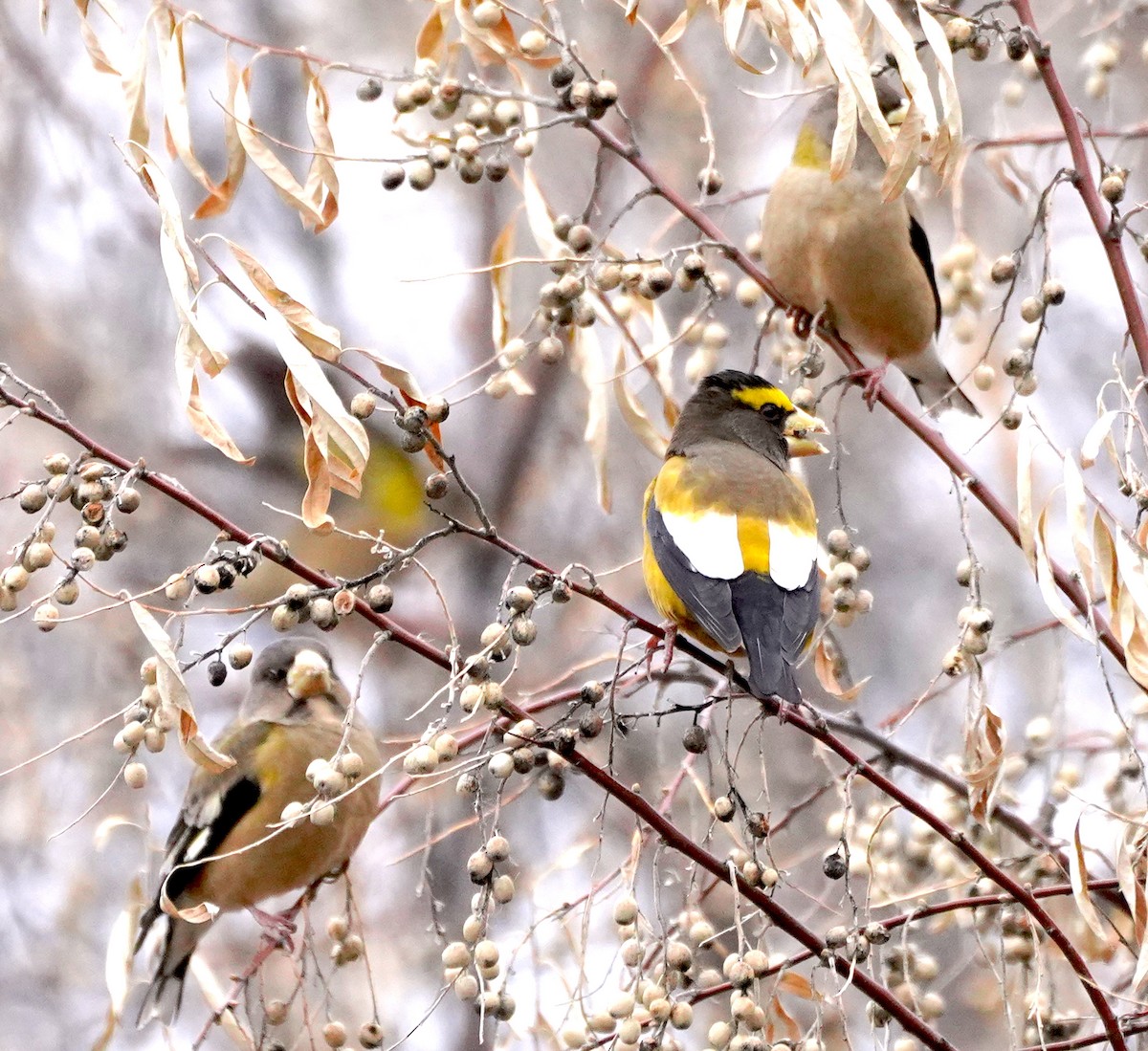 Evening Grosbeak - ML647389850