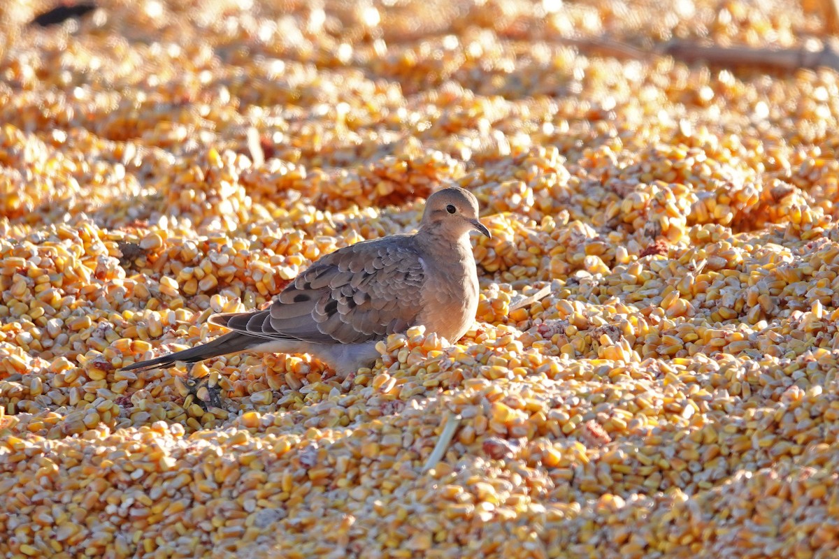 Uzun Kuyruklu Kumru - ML647389852