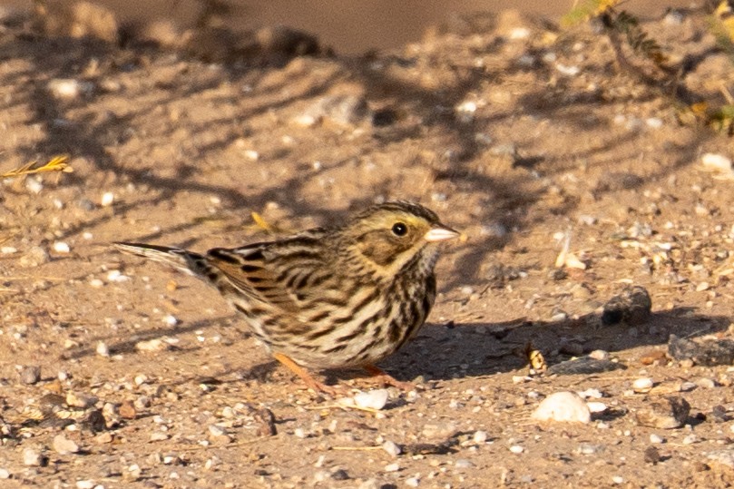 Chingolo Sabanero - ML647389854