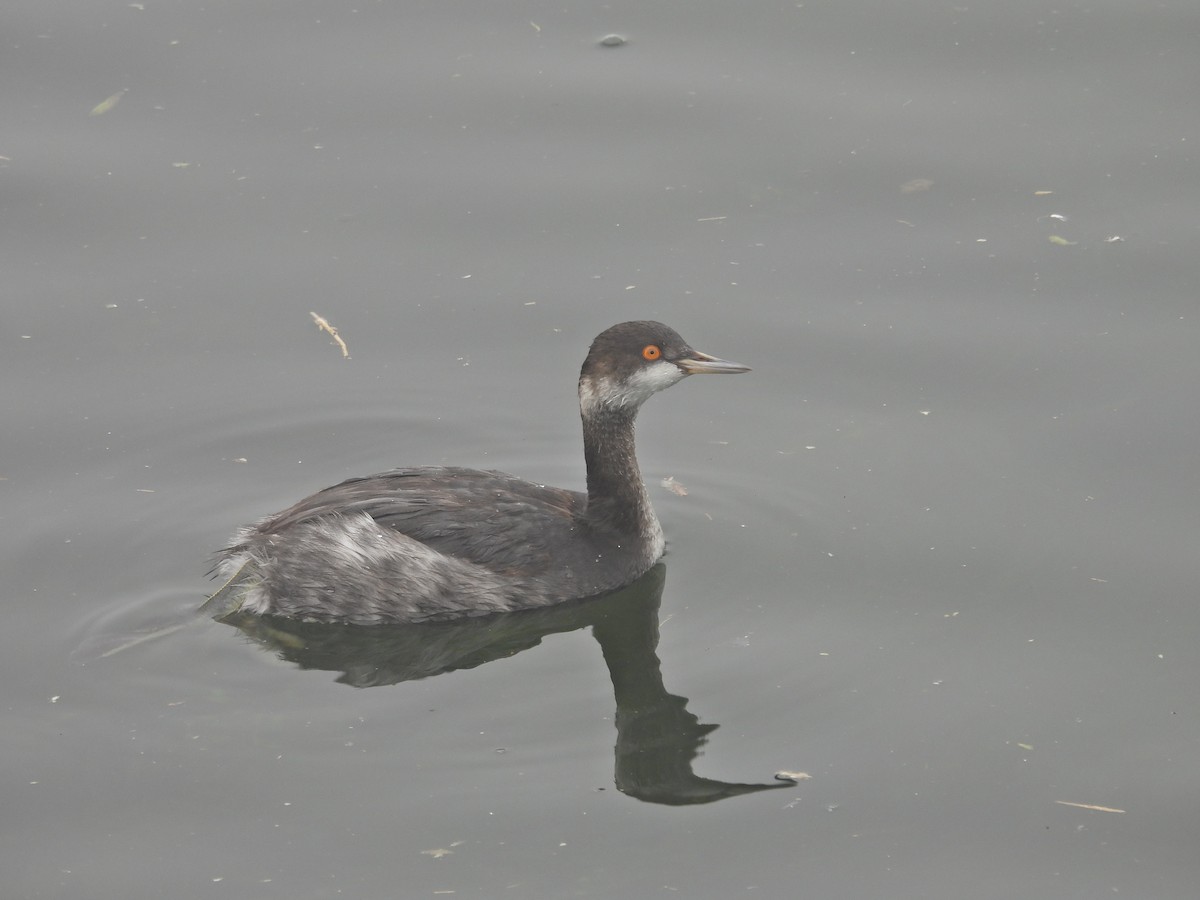 Eared Grebe - ML647389857