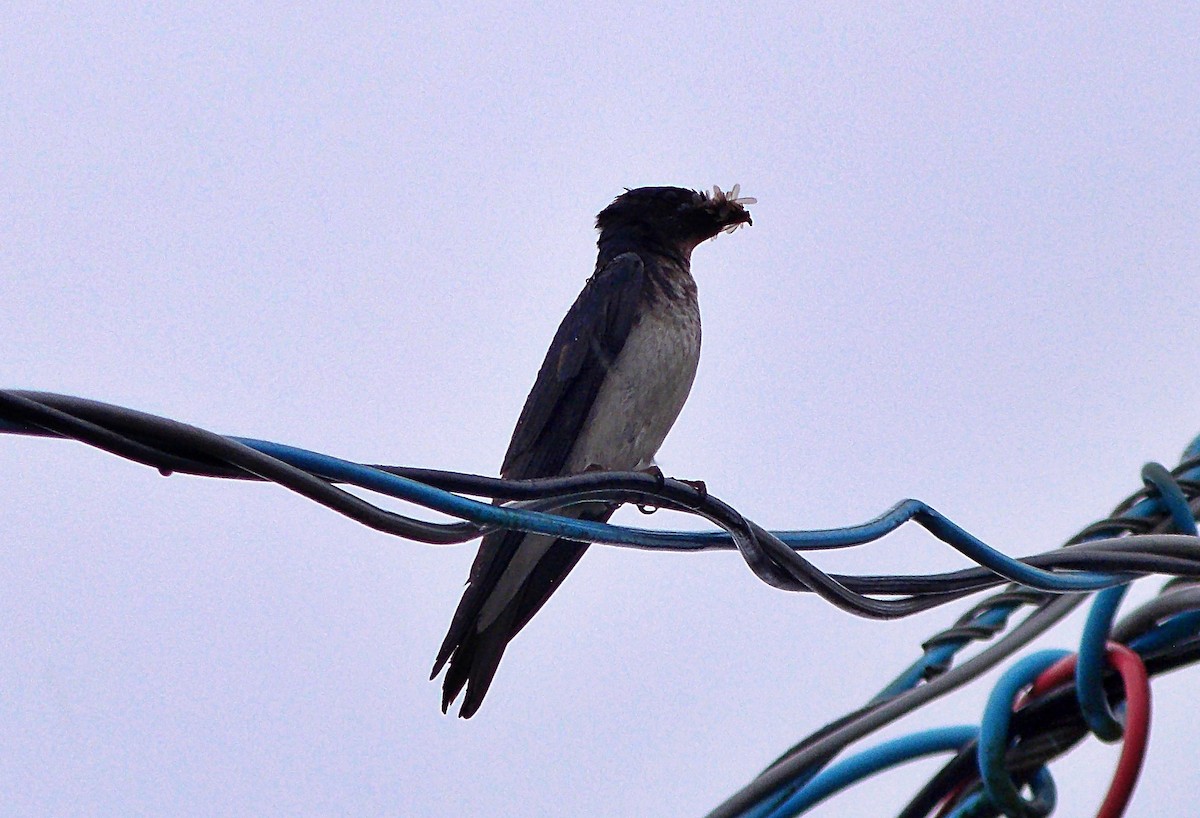 Graubrustschwalbe - ML647389871