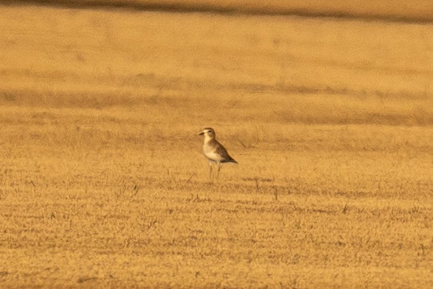 Pluvier montagnard - ML647389872