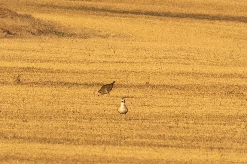 Pluvier montagnard - ML647389873