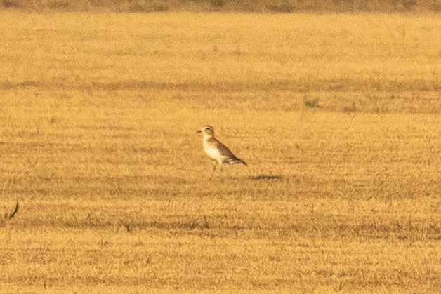 Pluvier montagnard - ML647389874