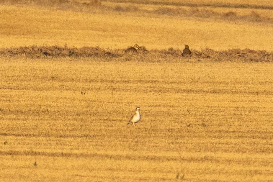 Pluvier montagnard - ML647389875