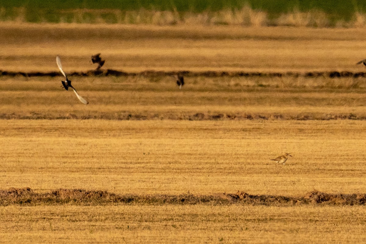 Pluvier montagnard - ML647389876