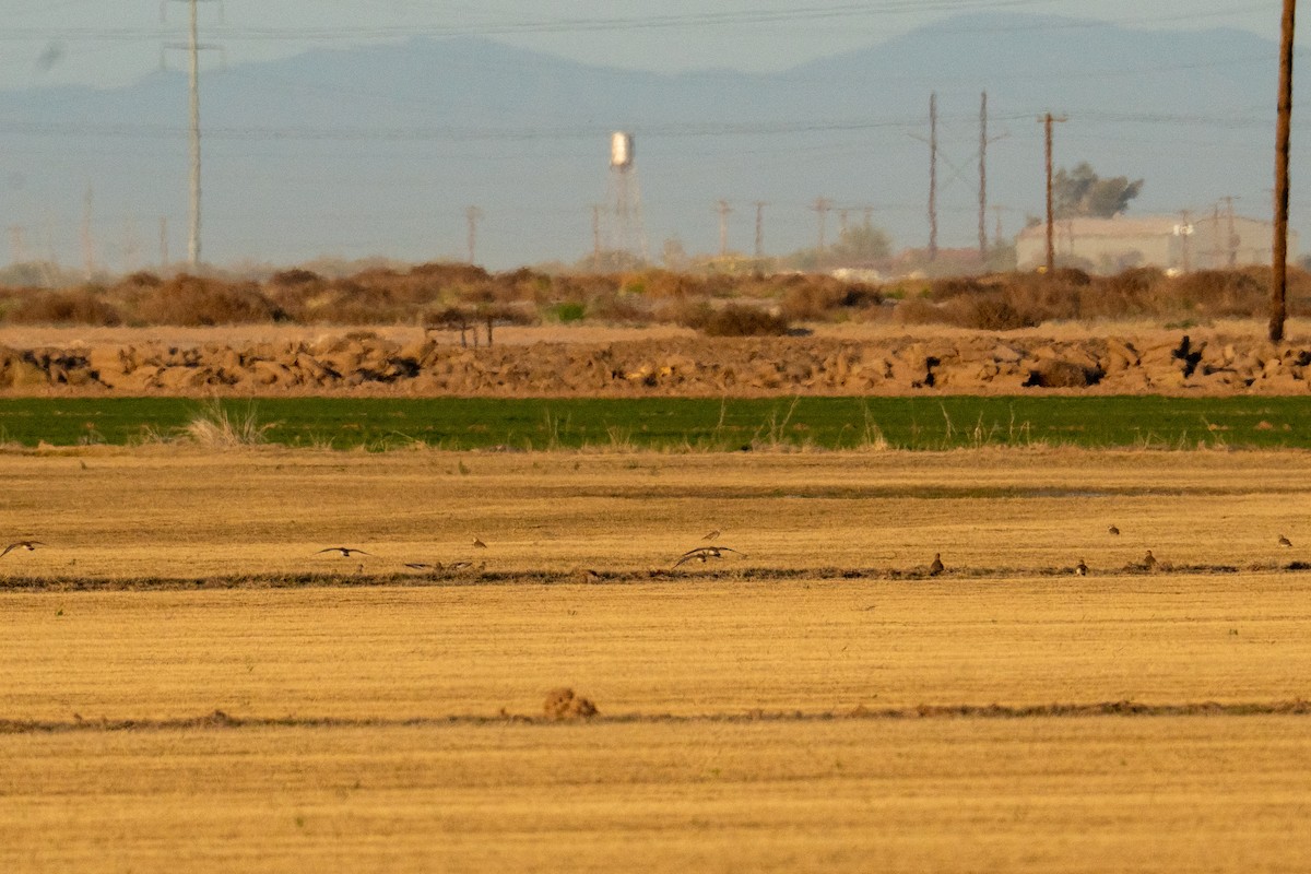 Pluvier montagnard - ML647389877