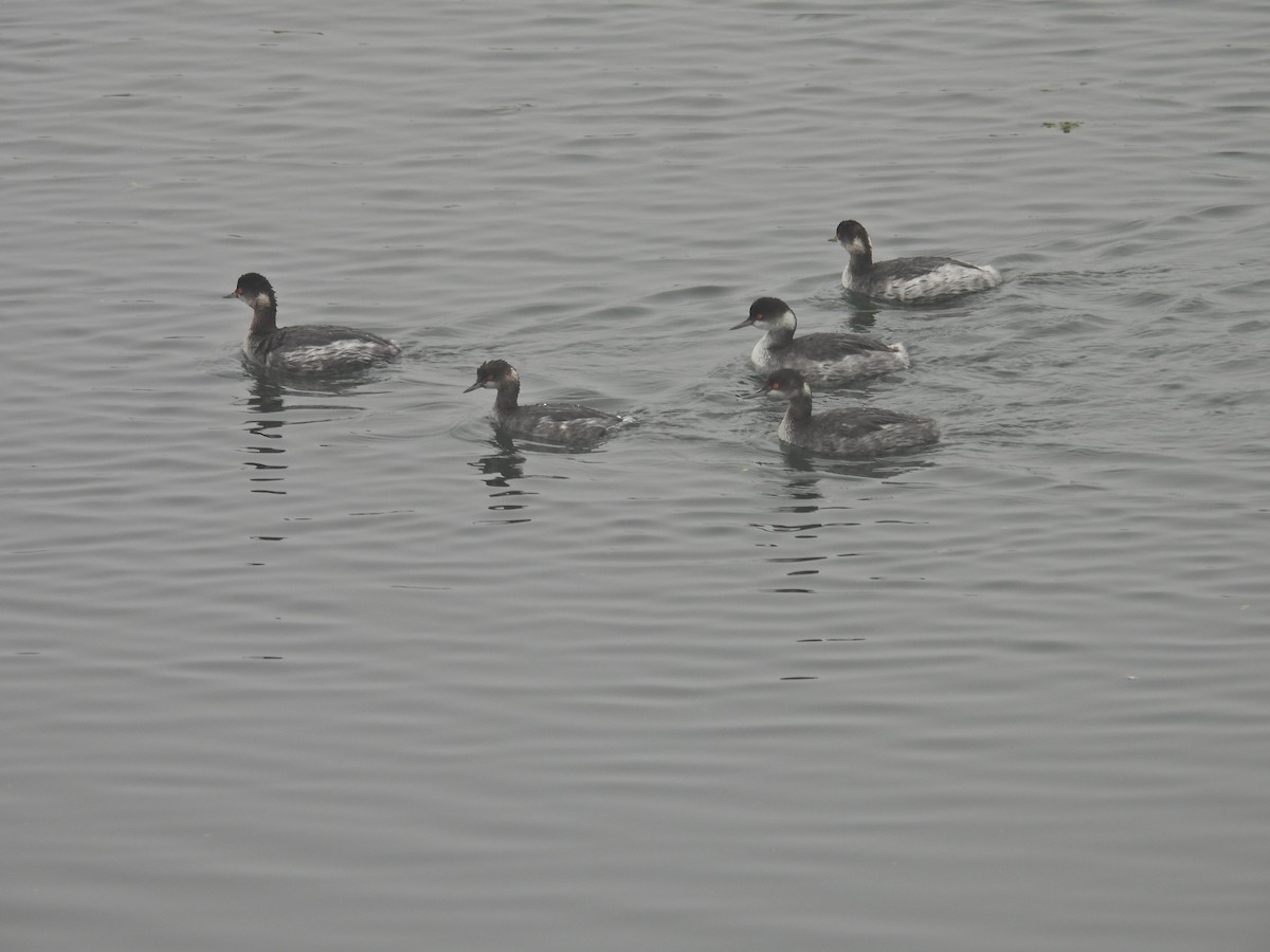 Eared Grebe - ML647389881