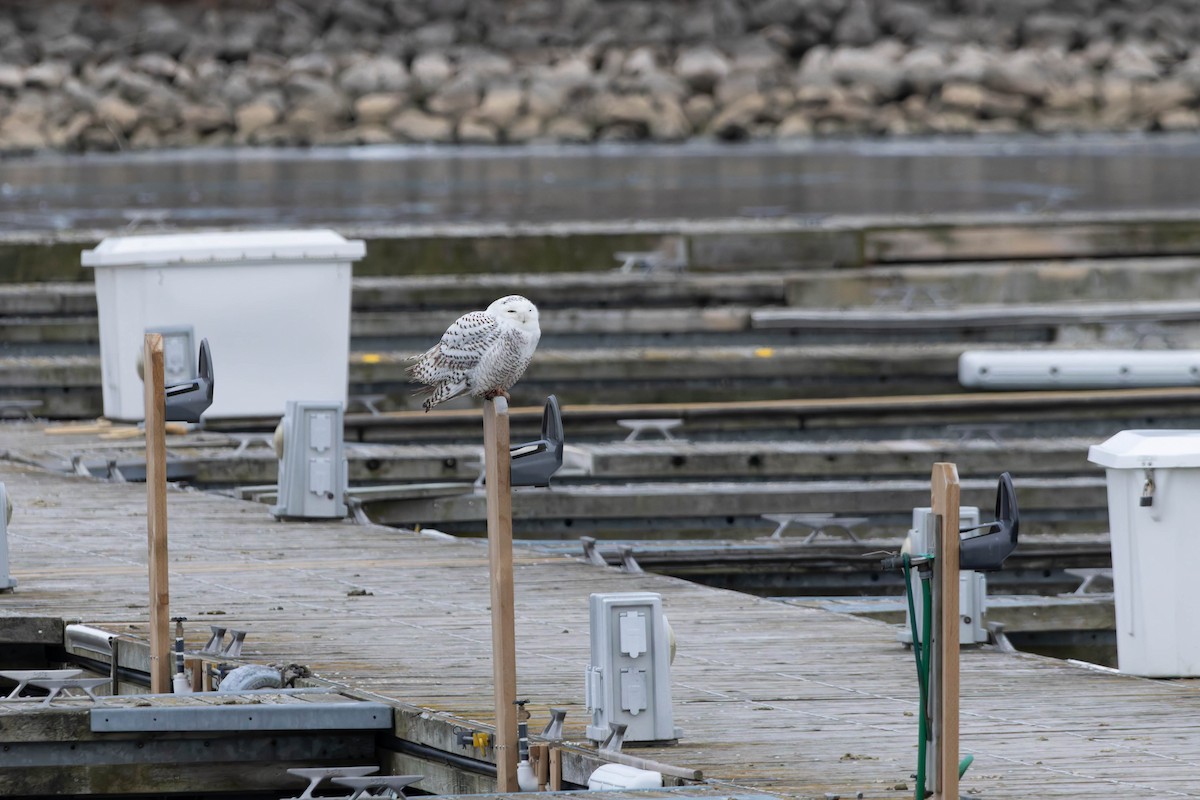 Snowy Owl - ML647389884