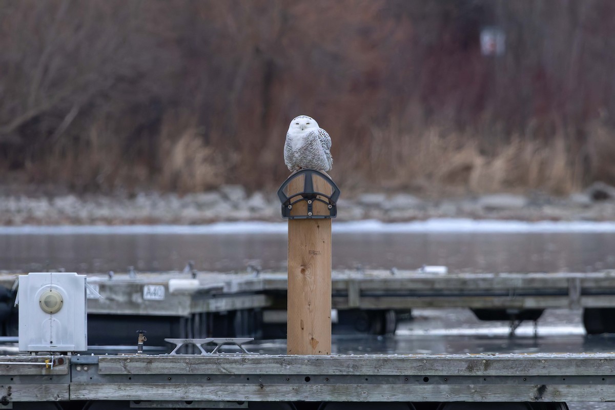 Snowy Owl - ML647389885