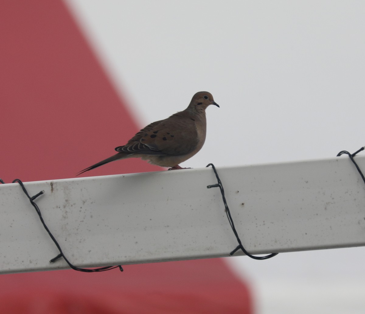 Uzun Kuyruklu Kumru - ML647389887