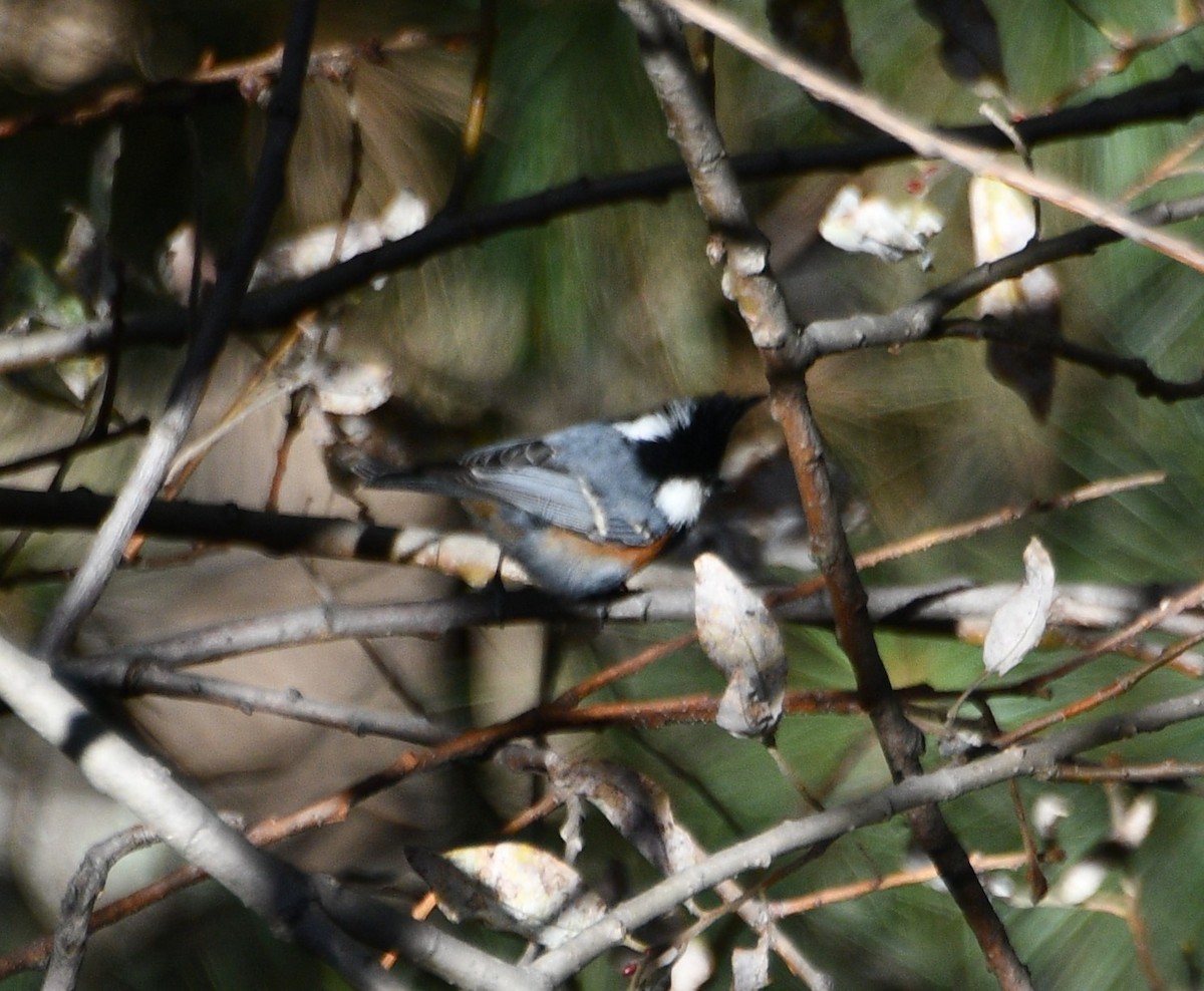 ירגזי שחור - ML647389902
