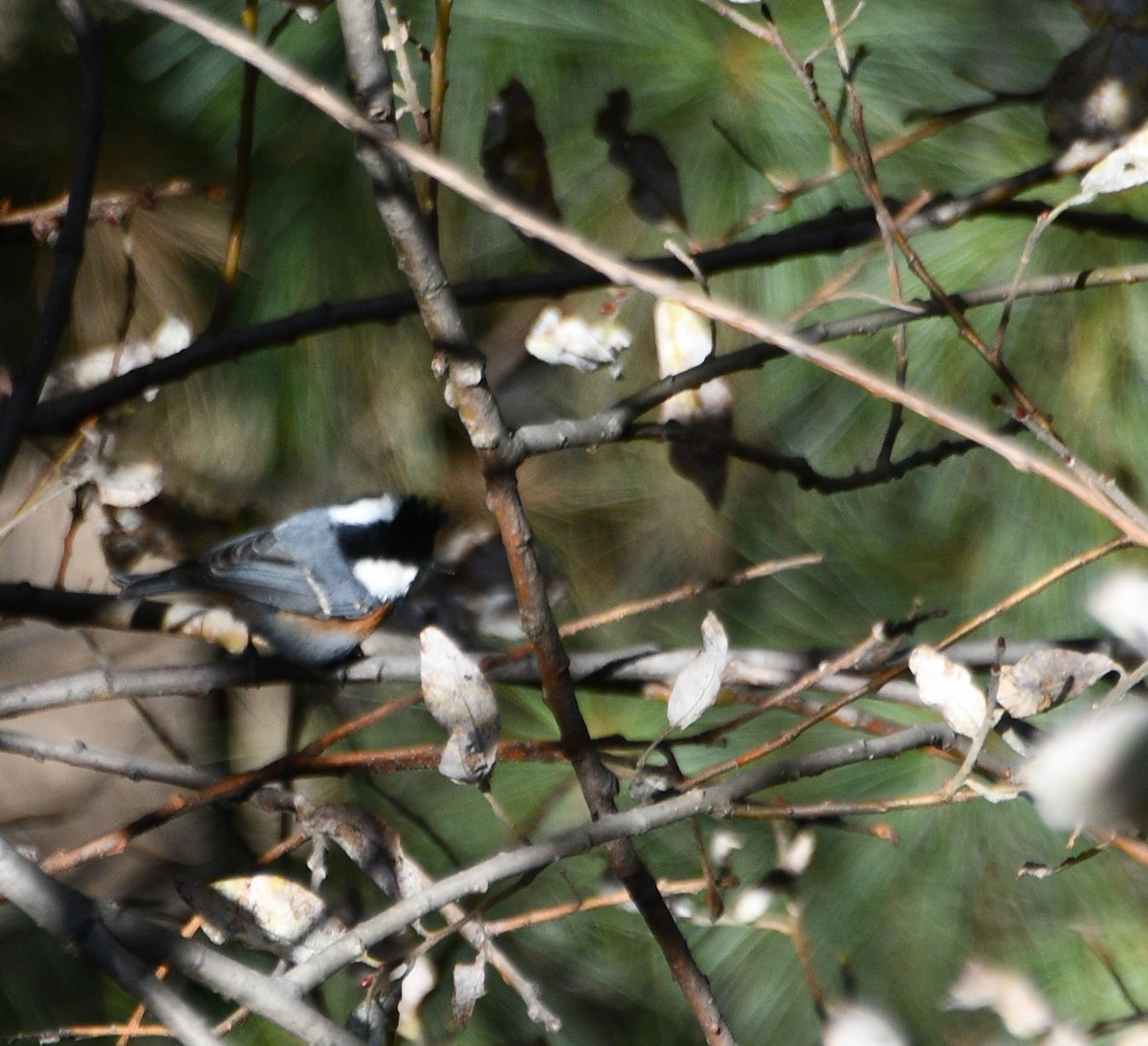 ירגזי שחור - ML647389903