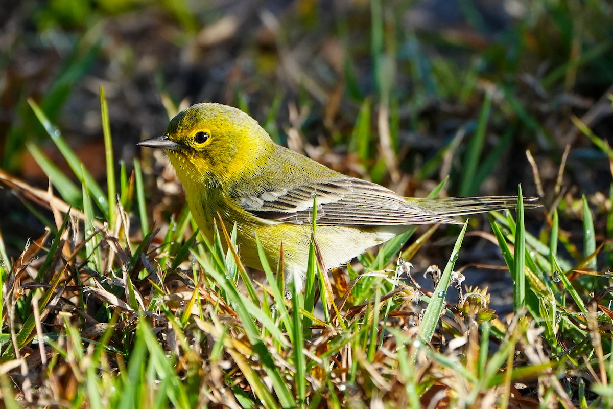 Pine Warbler - ML647389919