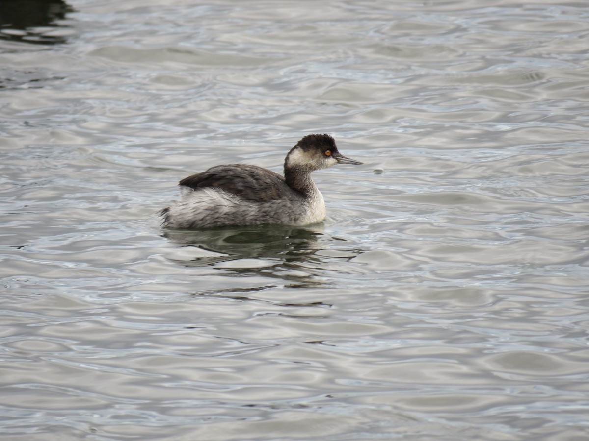 Eared Grebe - ML647389925