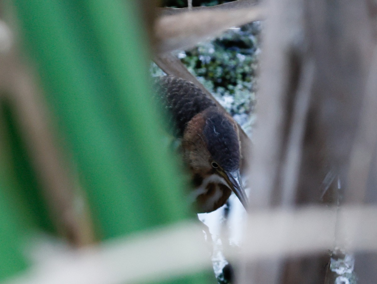 Petit Blongios - ML647389926