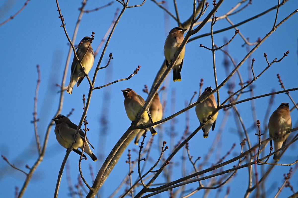 Cedar Waxwing - ML647389927