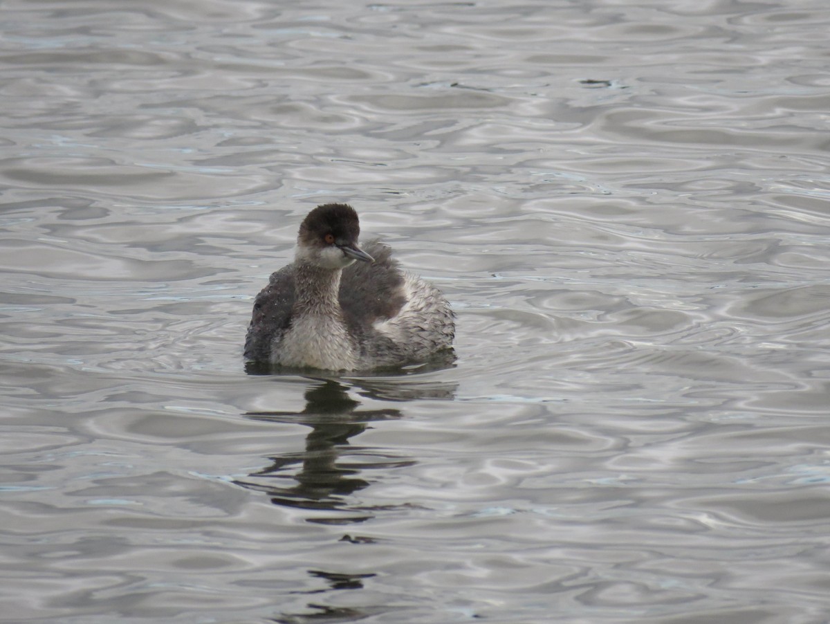 Eared Grebe - ML647389928