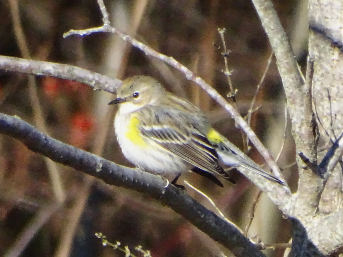 Yellow-rumped Warbler - ML647389930