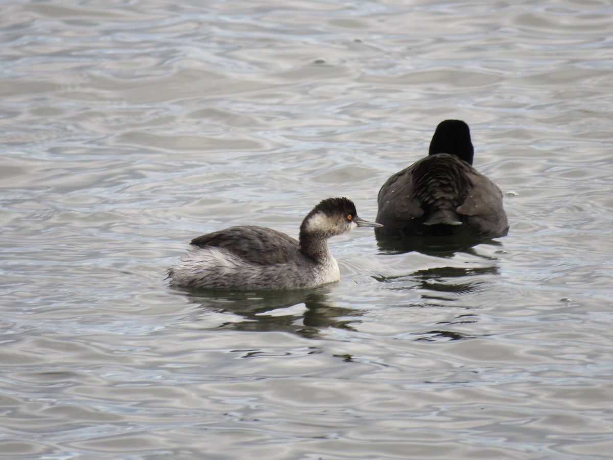 Eared Grebe - ML647389932