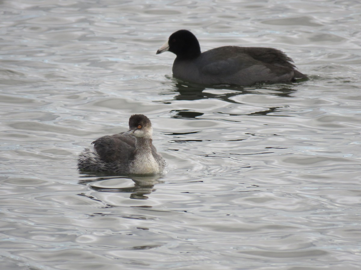 Eared Grebe - ML647389934